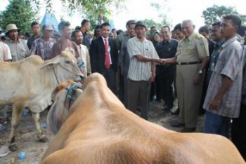 Wujudkan Swasembada Daging Melalui Integrasi Sapi dan Sawit